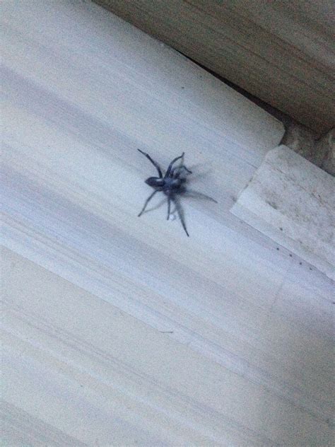 陽台有蜘蛛